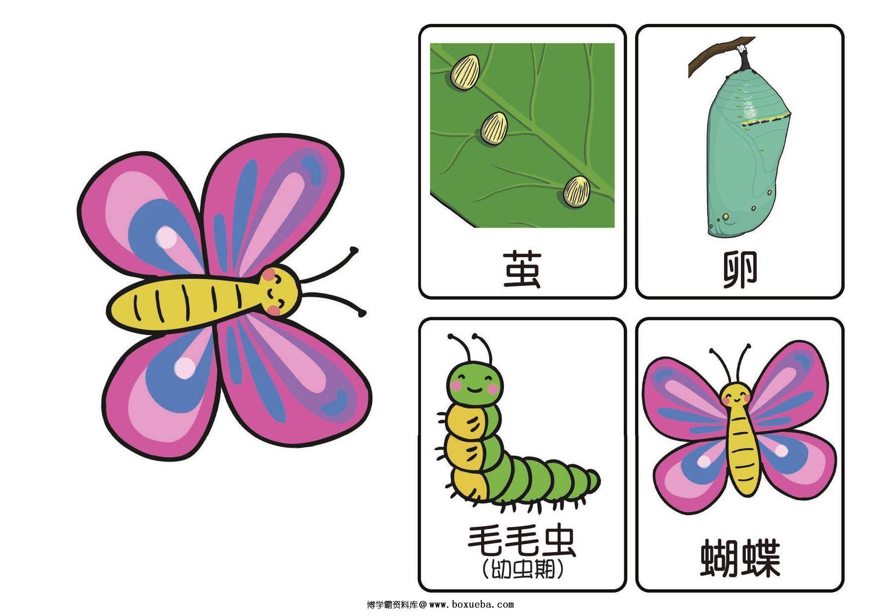图片[3]-毛毛虫拓展素材，24页PDF可打印-淘学学资料库